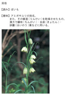 貝母の画像